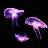 Gobo 624