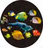 Gobo 632