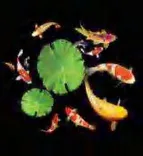 Gobo 636