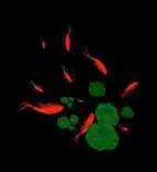 Gobo 646