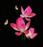 Gobo 650
