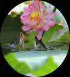 Gobo 652