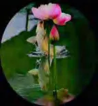 Gobo 653