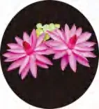 Gobo 654