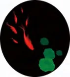 Gobo 656