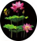 Gobo 659