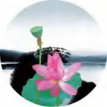 Gobo 667
