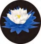 Gobo 668