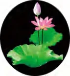 Gobo 670