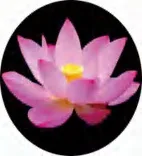 Gobo 676