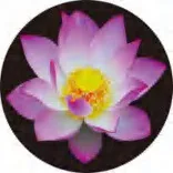 Gobo 677