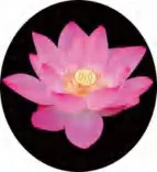 Gobo 680