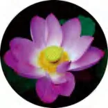 Gobo 687