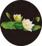 Gobo 690