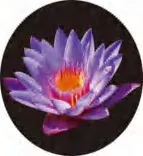 Gobo 692
