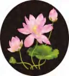 Gobo 702