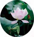 Gobo 705