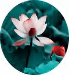 Gobo 709