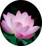 Gobo 710
