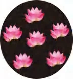 Gobo 721