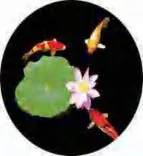 Gobo 730