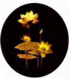 Gobo 742