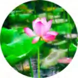 Gobo 744