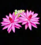 Gobo 797