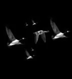 Gobo 822