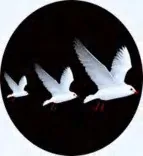 Gobo 832