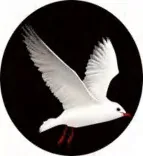 Gobo 844