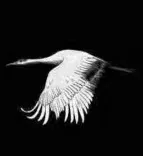 Gobo 848