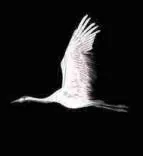 Gobo 849
