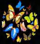 Gobo 883