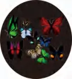 Gobo 891