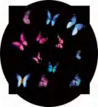 Gobo 905
