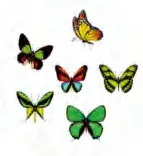 Gobo 907