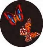 Gobo 913