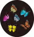 Gobo 914