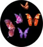 Gobo 935