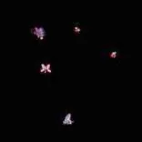 Gobo 944