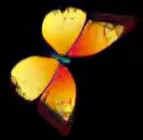 Gobo 961