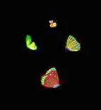 Gobo 969