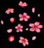 Gobo 985